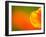 Edge of Orange Flower Petal, Kenilworth Aquatic Gardens, Washington DC, USA-Corey Hilz-Framed Photographic Print