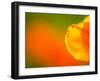 Edge of Orange Flower Petal, Kenilworth Aquatic Gardens, Washington DC, USA-Corey Hilz-Framed Photographic Print