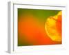 Edge of Orange Flower Petal, Kenilworth Aquatic Gardens, Washington DC, USA-Corey Hilz-Framed Photographic Print