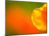 Edge of Orange Flower Petal, Kenilworth Aquatic Gardens, Washington DC, USA-Corey Hilz-Mounted Photographic Print