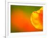 Edge of Orange Flower Petal, Kenilworth Aquatic Gardens, Washington DC, USA-Corey Hilz-Framed Photographic Print