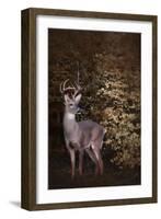 Edge of the Woods-Jai Johnson-Framed Giclee Print