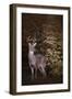 Edge of the Woods-Jai Johnson-Framed Giclee Print