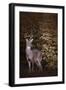 Edge of the Woods-Jai Johnson-Framed Giclee Print