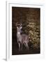 Edge of the Woods-Jai Johnson-Framed Giclee Print