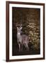 Edge of the Woods-Jai Johnson-Framed Giclee Print