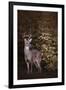 Edge of the Woods-Jai Johnson-Framed Giclee Print