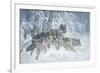 Edge of Winter (detail)-Larry Fanning-Framed Art Print