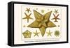 Edged Starfishes, Cushion Star, Sun Star, Red Comb Star, Sand Star-Albertus Seba-Framed Stretched Canvas