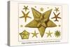 Edged Starfishes, Cushion Star, Sun Star, Red Comb Star, Sand Star-Albertus Seba-Stretched Canvas