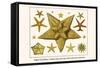 Edged Starfishes, Cushion Star, Sun Star, Red Comb Star, Sand Star-Albertus Seba-Framed Stretched Canvas