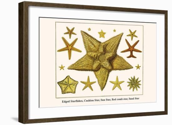 Edged Starfishes, Cushion Star, Sun Star, Red Comb Star, Sand Star-Albertus Seba-Framed Art Print