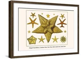 Edged Starfishes, Cushion Star, Sun Star, Red Comb Star, Sand Star-Albertus Seba-Framed Art Print