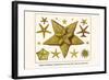 Edged Starfishes, Cushion Star, Sun Star, Red Comb Star, Sand Star-Albertus Seba-Framed Art Print