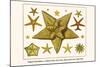 Edged Starfishes, Cushion Star, Sun Star, Red Comb Star, Sand Star-Albertus Seba-Mounted Art Print