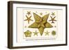 Edged Starfishes, Cushion Star, Sun Star, Red Comb Star, Sand Star-Albertus Seba-Framed Art Print