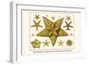 Edged Starfishes, Cushion Star, Sun Star, Red Comb Star, Sand Star-Albertus Seba-Framed Art Print