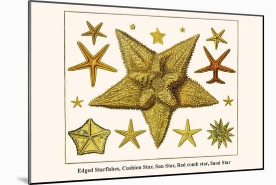 Edged Starfishes, Cushion Star, Sun Star, Red Comb Star, Sand Star-Albertus Seba-Mounted Art Print