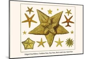 Edged Starfishes, Cushion Star, Sun Star, Red Comb Star, Sand Star-Albertus Seba-Mounted Art Print
