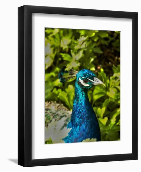 Edgelist-Tim Kahane-Framed Premium Photographic Print