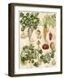 Edible Botanical I-Naomi McCavitt-Framed Art Print