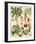 Edible Botanical I-Naomi McCavitt-Framed Art Print