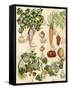 Edible Botanical I-Naomi McCavitt-Framed Stretched Canvas