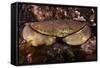 Edible Crab (Cancer Pagurus), St Abbs, Berwickshire, Scotland, UK-Linda Pitkin-Framed Stretched Canvas