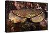 Edible Crab (Cancer Pagurus), St Abbs, Berwickshire, Scotland, UK-Linda Pitkin-Stretched Canvas