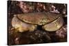Edible Crab (Cancer Pagurus), St Abbs, Berwickshire, Scotland, UK-Linda Pitkin-Stretched Canvas