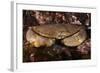 Edible Crab (Cancer Pagurus), St Abbs, Berwickshire, Scotland, UK-Linda Pitkin-Framed Photographic Print