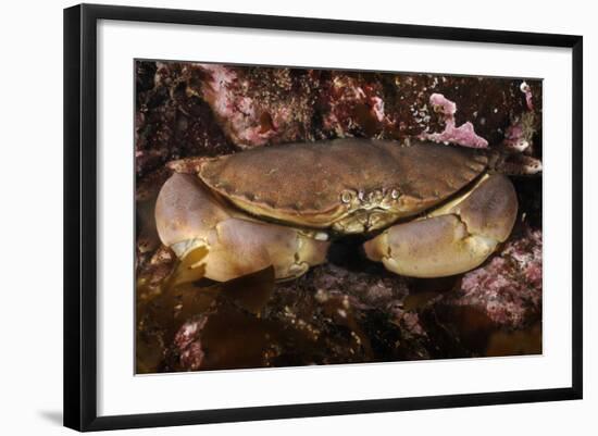 Edible Crab (Cancer Pagurus), St Abbs, Berwickshire, Scotland, UK-Linda Pitkin-Framed Photographic Print