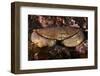 Edible Crab (Cancer Pagurus), St Abbs, Berwickshire, Scotland, UK-Linda Pitkin-Framed Photographic Print