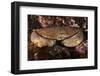 Edible Crab (Cancer Pagurus), St Abbs, Berwickshire, Scotland, UK-Linda Pitkin-Framed Photographic Print