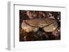 Edible Crab (Cancer Pagurus), St Abbs, Berwickshire, Scotland, UK-Linda Pitkin-Framed Photographic Print