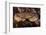 Edible Crab (Cancer Pagurus), St Abbs, Berwickshire, Scotland, UK-Linda Pitkin-Framed Photographic Print