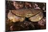 Edible Crab (Cancer Pagurus), St Abbs, Berwickshire, Scotland, UK-Linda Pitkin-Mounted Photographic Print