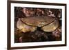 Edible Crab (Cancer Pagurus), St Abbs, Berwickshire, Scotland, UK-Linda Pitkin-Framed Photographic Print