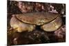 Edible Crab (Cancer Pagurus), St Abbs, Berwickshire, Scotland, UK-Linda Pitkin-Mounted Photographic Print