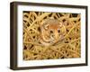 Edible Dormouse, 1993-Ditz-Framed Giclee Print