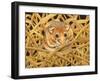 Edible Dormouse, 1993-Ditz-Framed Giclee Print