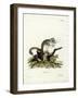 Edible Dormouse-null-Framed Giclee Print