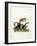 Edible Dormouse-null-Framed Giclee Print