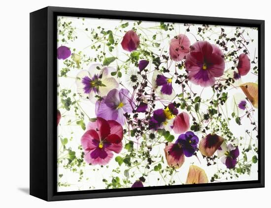 Edible Flowers and Sprouts-Luzia Ellert-Framed Stretched Canvas