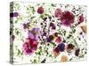 Edible Flowers and Sprouts-Luzia Ellert-Stretched Canvas