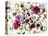 Edible Flowers and Sprouts-Luzia Ellert-Stretched Canvas