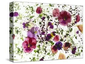 Edible Flowers and Sprouts-Luzia Ellert-Stretched Canvas