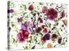 Edible Flowers and Sprouts-Luzia Ellert-Stretched Canvas