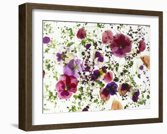 Edible Flowers and Sprouts-Luzia Ellert-Framed Photographic Print