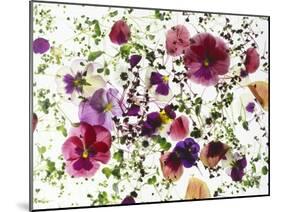 Edible Flowers and Sprouts-Luzia Ellert-Mounted Photographic Print